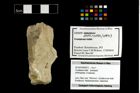 Foto (Objekt + Etikett) von Crustacea indet.  (NHMW-GEO-2014-0194-0973)